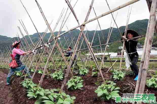 菜豆 四季豆 区别(四季豆要摘心吗?)